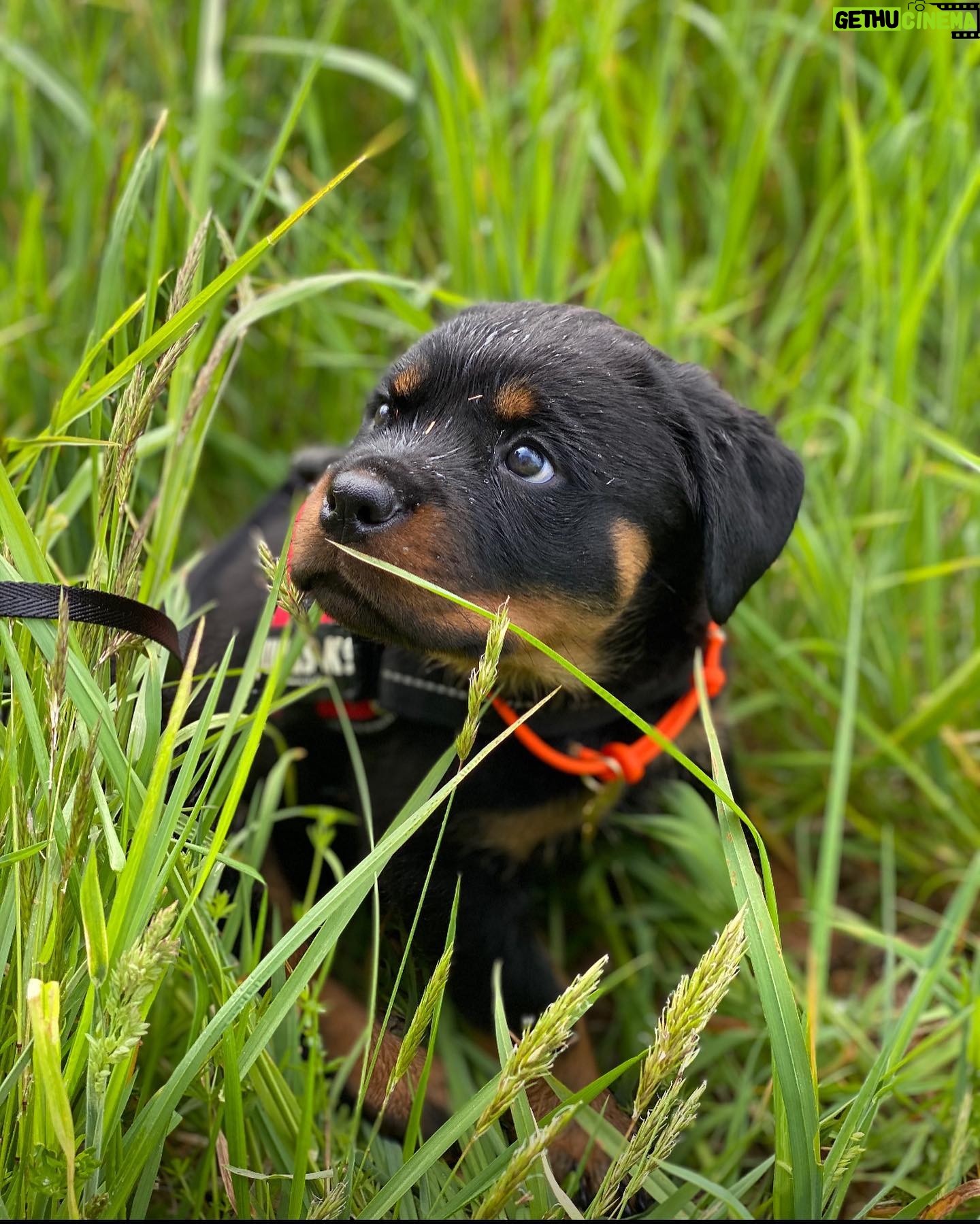Danielle Mathers - 3 Likes - (Baby) Murph Monday appreciation post
β’
β’
β’
β’
#howluckyami #mybaby #murphymathers #rottweiler #teamo #germanrottweiler #babymurph