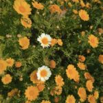 Danielle Mathers Instagram - Flowers on film • • • • 🌼📸