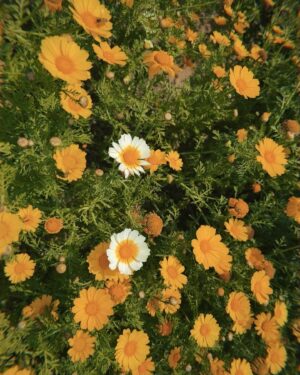 Danielle Mathers Instagram - Flowers on film
•
•
•
•
🌼📸