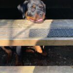 Danielle Mathers Instagram - (Baby) Murph Monday appreciation post • • • • #howluckyami #mybaby #murphymathers #rottweiler #teamo #germanrottweiler #babymurph