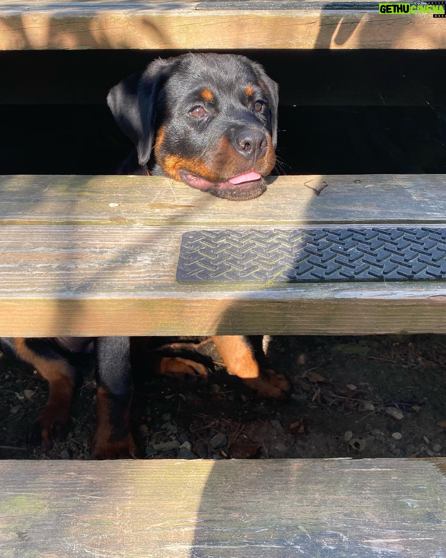 Danielle Mathers - 3 Likes - (Baby) Murph Monday appreciation post
β’
β’
β’
β’
#howluckyami #mybaby #murphymathers #rottweiler #teamo #germanrottweiler #babymurph