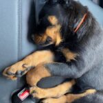 Danielle Mathers Instagram - (Baby) Murph Monday appreciation post • • • • #howluckyami #mybaby #murphymathers #rottweiler #teamo #germanrottweiler #babymurph