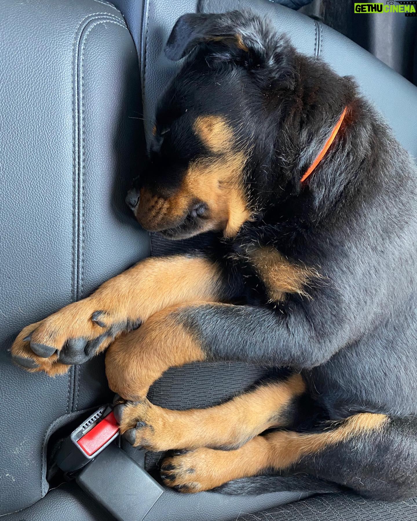 Danielle Mathers - 3 Likes - (Baby) Murph Monday appreciation post
β’
β’
β’
β’
#howluckyami #mybaby #murphymathers #rottweiler #teamo #germanrottweiler #babymurph