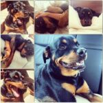 Danielle Mathers Instagram – Yesterday, I said the most impossible goodbye to my best friend of 14 years. I have lost a parent, many family members and friends, but somehow there is nothing like the depth of pain I feel when losing my furry best friend. This one is different…more painful, left more of a hole than any other has. Sharing her last breath with her will resonate with me forever. It’s so finite, yet is so necessary as we are our pets whole world. Knowing how happy and comfortable she was in her final moments made it worth all the pain we took on yesterday. 
✨
The pinnacle of my happiest years were spent with her. She knows ALL my secrets (there are a lot), she came to every job, casting, fitting with me…she even visited the Playboy Mansion and was my copilot everyday when I’d go to work on the radio show. And when we started the cannabis business… guess who was at @greenstreet @hightimes__ EVERY DAY?! This girl was the homie and has been everything to me since I was 21. 
✨
My OG baby, my Muffin, the moo, bubbies, Mookintookin, Brooklyn… THANK YOU for being the best girl and the best partner in crime a person could ask for. It was an absolute honor knowing and loving you for so long… Mommy loves you forever and always… until we meet again.. I hope someone up there is letting you attack a hose & bark at their vacuum! 💕✨