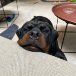Danielle Mathers Instagram - (Baby) Murph Monday appreciation post • • • • #howluckyami #mybaby #murphymathers #rottweiler #teamo #germanrottweiler #babymurph