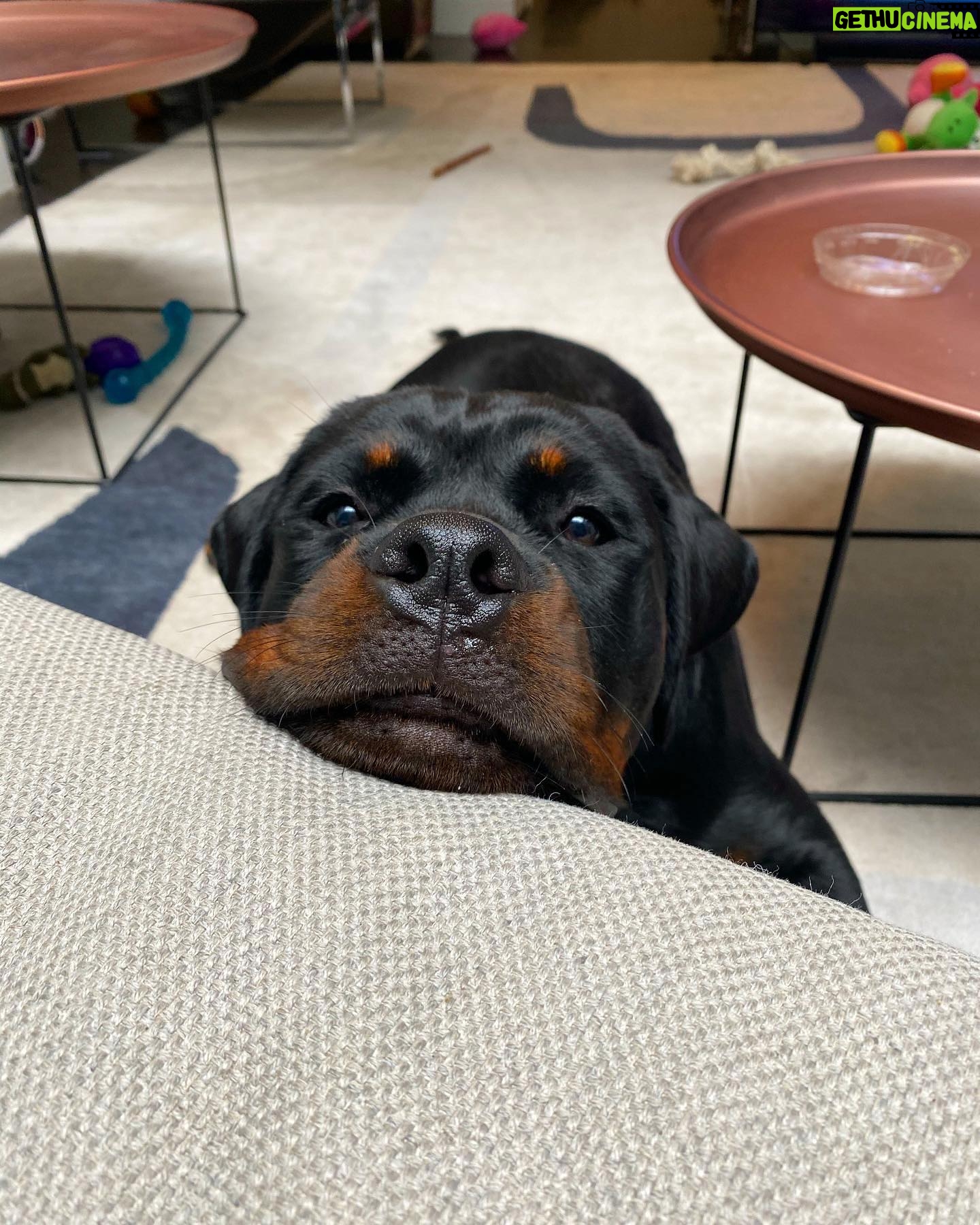 Danielle Mathers - 3 Likes - (Baby) Murph Monday appreciation post
β’
β’
β’
β’
#howluckyami #mybaby #murphymathers #rottweiler #teamo #germanrottweiler #babymurph