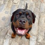 Danielle Mathers Instagram - (Baby) Murph Monday appreciation post • • • • #howluckyami #mybaby #murphymathers #rottweiler #teamo #germanrottweiler #babymurph