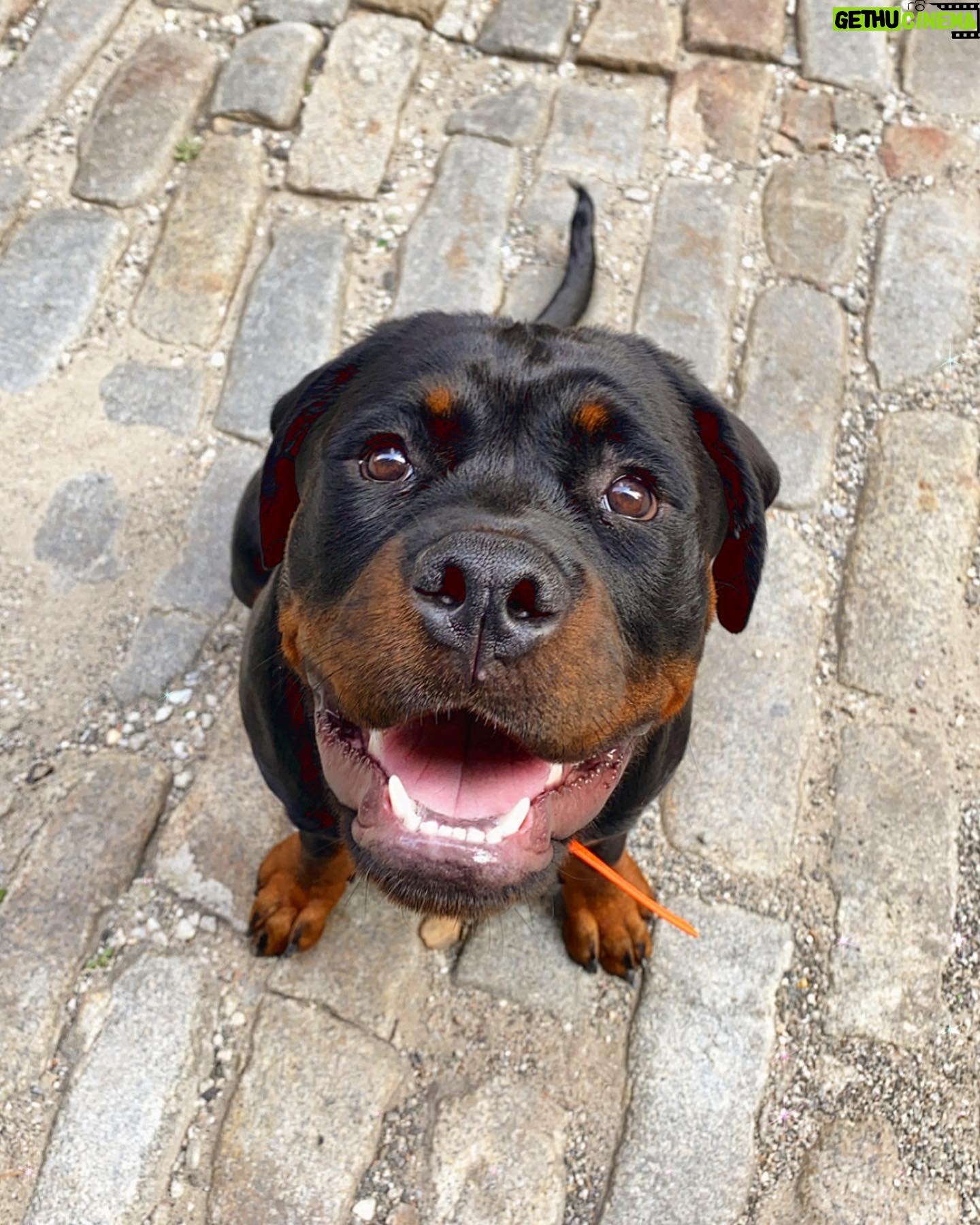 Danielle Mathers - 3 Likes - (Baby) Murph Monday appreciation post
β’
β’
β’
β’
#howluckyami #mybaby #murphymathers #rottweiler #teamo #germanrottweiler #babymurph