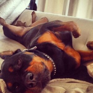 Danielle Mathers Instagram - Yesterday, I said the most impossible goodbye to my best friend of 14 years. I have lost a parent, many family members and friends, but somehow there is nothing like the depth of pain I feel when losing my furry best friend. This one is different…more painful, left more of a hole than any other has. Sharing her last breath with her will resonate with me forever. It’s so finite, yet is so necessary as we are our pets whole world. Knowing how happy and comfortable she was in her final moments made it worth all the pain we took on yesterday. 
✨
The pinnacle of my happiest years were spent with her. She knows ALL my secrets (there are a lot), she came to every job, casting, fitting with me…she even visited the Playboy Mansion and was my copilot everyday when I’d go to work on the radio show. And when we started the cannabis business… guess who was at @greenstreet @hightimes__ EVERY DAY?! This girl was the homie and has been everything to me since I was 21. 
✨
My OG baby, my Muffin, the moo, bubbies, Mookintookin, Brooklyn… THANK YOU for being the best girl and the best partner in crime a person could ask for. It was an absolute honor knowing and loving you for so long… Mommy loves you forever and always… until we meet again.. I hope someone up there is letting you attack a hose & bark at their vacuum! 💕✨