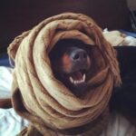 Danielle Mathers Instagram – Yesterday, I said the most impossible goodbye to my best friend of 14 years. I have lost a parent, many family members and friends, but somehow there is nothing like the depth of pain I feel when losing my furry best friend. This one is different…more painful, left more of a hole than any other has. Sharing her last breath with her will resonate with me forever. It’s so finite, yet is so necessary as we are our pets whole world. Knowing how happy and comfortable she was in her final moments made it worth all the pain we took on yesterday. 
✨
The pinnacle of my happiest years were spent with her. She knows ALL my secrets (there are a lot), she came to every job, casting, fitting with me…she even visited the Playboy Mansion and was my copilot everyday when I’d go to work on the radio show. And when we started the cannabis business… guess who was at @greenstreet @hightimes__ EVERY DAY?! This girl was the homie and has been everything to me since I was 21. 
✨
My OG baby, my Muffin, the moo, bubbies, Mookintookin, Brooklyn… THANK YOU for being the best girl and the best partner in crime a person could ask for. It was an absolute honor knowing and loving you for so long… Mommy loves you forever and always… until we meet again.. I hope someone up there is letting you attack a hose & bark at their vacuum! 💕✨