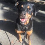 Danielle Mathers Instagram – Yesterday, I said the most impossible goodbye to my best friend of 14 years. I have lost a parent, many family members and friends, but somehow there is nothing like the depth of pain I feel when losing my furry best friend. This one is different…more painful, left more of a hole than any other has. Sharing her last breath with her will resonate with me forever. It’s so finite, yet is so necessary as we are our pets whole world. Knowing how happy and comfortable she was in her final moments made it worth all the pain we took on yesterday. 
✨
The pinnacle of my happiest years were spent with her. She knows ALL my secrets (there are a lot), she came to every job, casting, fitting with me…she even visited the Playboy Mansion and was my copilot everyday when I’d go to work on the radio show. And when we started the cannabis business… guess who was at @greenstreet @hightimes__ EVERY DAY?! This girl was the homie and has been everything to me since I was 21. 
✨
My OG baby, my Muffin, the moo, bubbies, Mookintookin, Brooklyn… THANK YOU for being the best girl and the best partner in crime a person could ask for. It was an absolute honor knowing and loving you for so long… Mommy loves you forever and always… until we meet again.. I hope someone up there is letting you attack a hose & bark at their vacuum! 💕✨