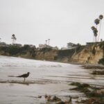 Danielle Mathers Instagram – Oh Summer ☀️
You did me dirty…
I’m welcoming Fall with open arms 🍂
•
•
•
#filmdump #summer2023 #adios #sandiego #pacificbeach