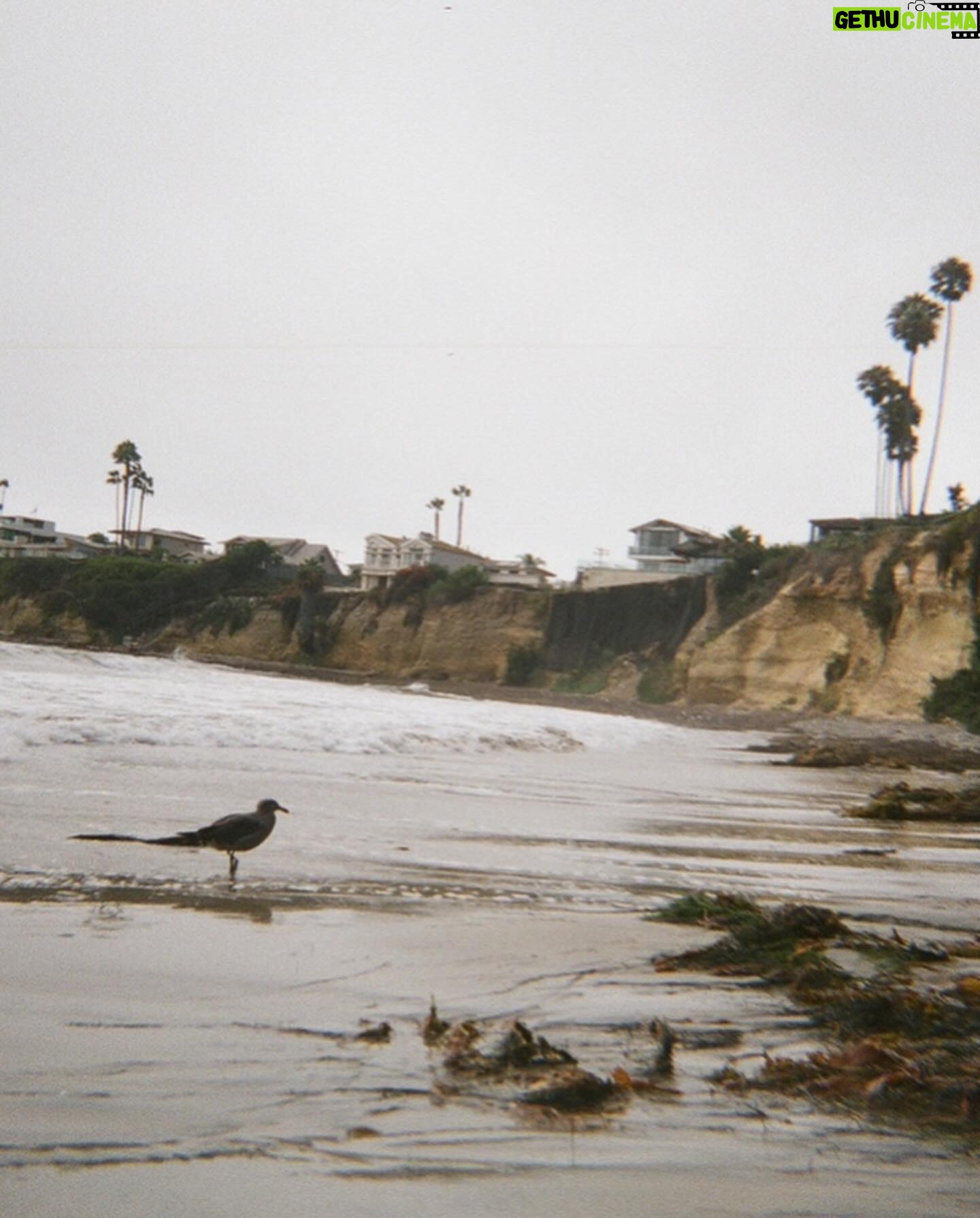 Danielle Mathers - 3 Likes - Oh Summer βοΈ
You did me dirtyβ¦
Iβm welcoming Fall with open arms π
β’
β’
β’
#filmdump #summer2023 #adios #sandiego #pacificbeach