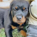 Danielle Mathers Instagram – Even when my baby was this smol, she took up my entire heart!! 🫀❤️‍🔥🐾