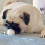Danielle Nicolet Instagram - People let me tell ya bout my best friend… 🐶 #PugLife