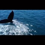Danielle Nicolet Instagram - #BestDayEver Wow! We got so lucky, and made a couple new friends! 🐋 🐳 🇲🇽 😊 🎥 @michaelkussman