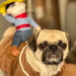 Danielle Nicolet Instagram - The dark underbelly of the perfect Doggie Halloween pic 👻🎃🐶