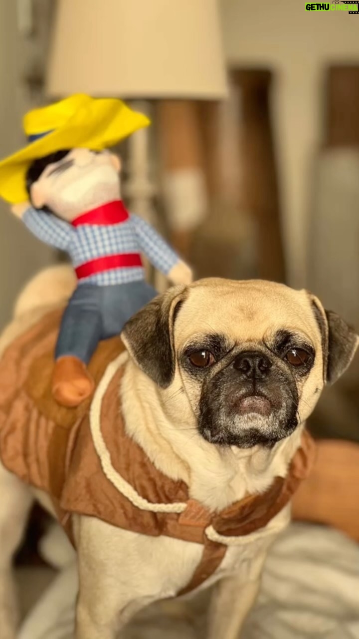 Danielle Nicolet Instagram - The dark underbelly of the perfect Doggie Halloween pic 👻🎃🐶