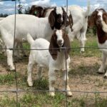 Darby Stanchfield Instagram – Summer ☀️ wildflowers 💐gardening 🥦berry picking 🍓baby goats ☺️ sunsets ✨✨✨
