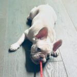 Darya Moroz Instagram - #броня🐾🐇 #lovefrenchbulldogs