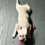 Darya Moroz Instagram - #броня🐾🐇 #lovefrenchbulldogs