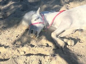 Daryl Hannah Instagram - funny story 
we were teaching Romeo how to lay down 
& so he laid down 
then he decided he might as well take a nap
so we waited about 10 minutes 
before continuing his lesson…
he’s a fast learner 🦄 💗
