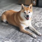Dasha Kuret Gonzalez Instagram - What’s that you say???… It’s national dog week!!! I’ll take all the pets please!!! 🤓🤘🏽🤗💃🏽🐕🐾🦴 #ShibaInu #Happypup #Kaira #NationalDogWeek