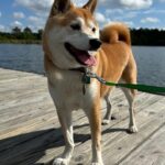 Dasha Kuret Gonzalez Instagram - My beautiful Kaira and me!!! She’s my bestie and always is there for me!!! I’ll never understand how she finds sleeping this way comfortable? 🤷🏽‍♀️😝 #ShibaInu #Kaira #dogsofinstagram #sunshine