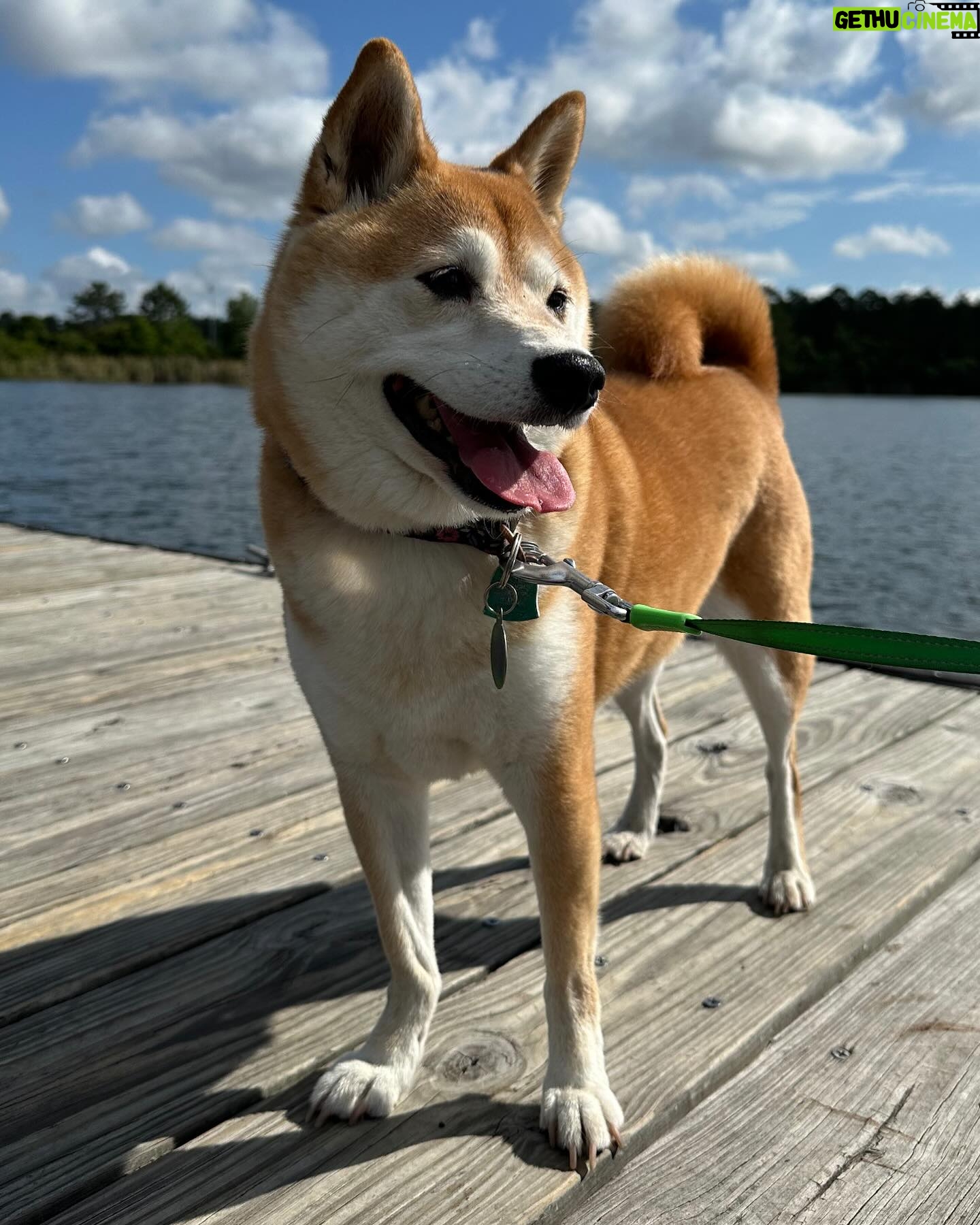 Dasha Kuret Gonzalez Instagram - My beautiful Kaira and me!!! She’s my bestie and always is there for me!!! I’ll never understand how she finds sleeping this way comfortable? 🤷🏽♀️😝 #ShibaInu #Kaira #dogsofinstagram #sunshine
