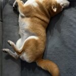 Dasha Kuret Gonzalez Instagram - My beautiful Kaira and me!!! She’s my bestie and always is there for me!!! I’ll never understand how she finds sleeping this way comfortable? 🤷🏽‍♀️😝 #ShibaInu #Kaira #dogsofinstagram #sunshine