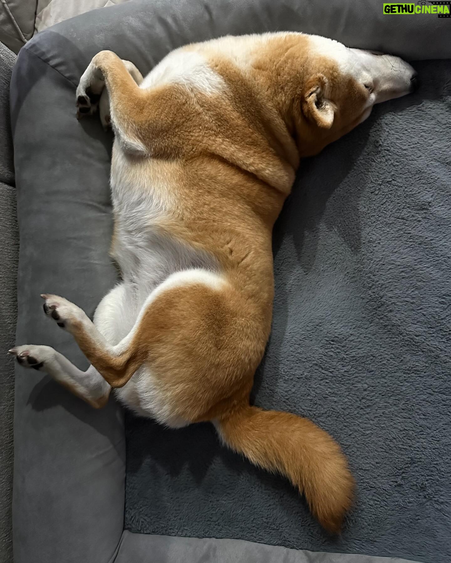 Dasha Kuret Gonzalez Instagram - My beautiful Kaira and me!!! She’s my bestie and always is there for me!!! I’ll never understand how she finds sleeping this way comfortable? 🤷🏽♀️😝 #ShibaInu #Kaira #dogsofinstagram #sunshine