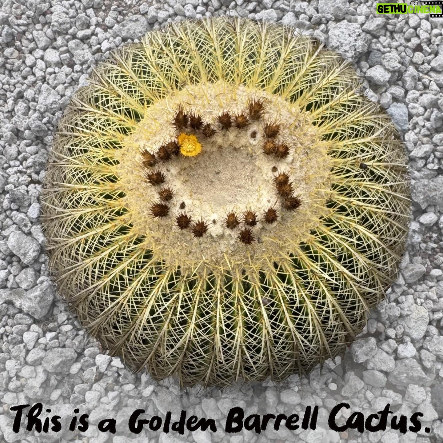 Debbie Millman Instagram - On visiting the Botanical Garden Biology Institute, Univeridad Nacional Autónoma de México, UNAM.