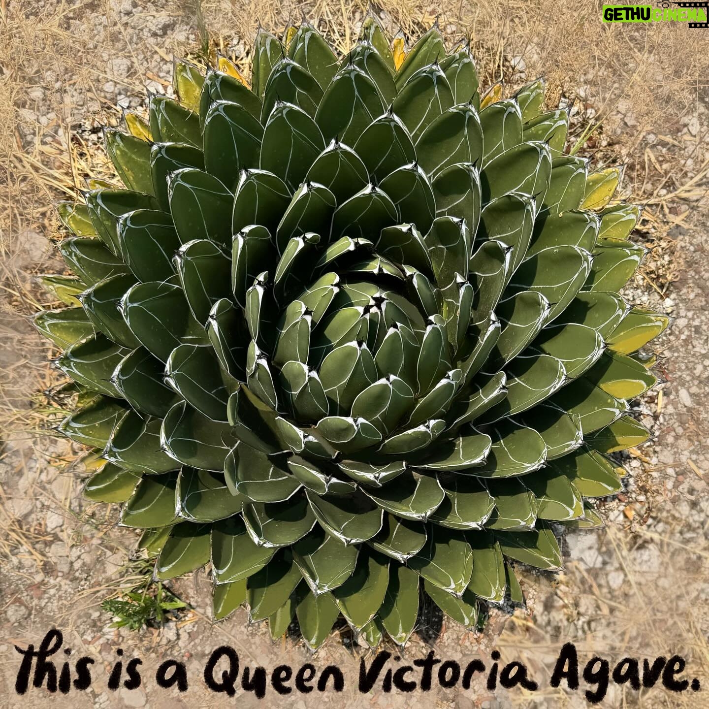 Debbie Millman Instagram - On visiting the Botanical Garden Biology Institute, Univeridad Nacional Autónoma de México, UNAM.
