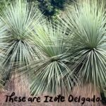 Debbie Millman Instagram - On visiting the Botanical Garden Biology Institute, Univeridad Nacional Autónoma de México, UNAM.