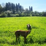 Debi Mazar Instagram - Wonderful Sunday walking with Fam & dogs through the fields❣️ #Toscana #Firenze #Primavera