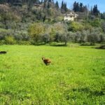 Debi Mazar Instagram - Wonderful Sunday walking with Fam & dogs through the fields❣️ #Toscana #Firenze #Primavera