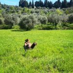 Debi Mazar Instagram - Wonderful Sunday walking with Fam & dogs through the fields❣️ #Toscana #Firenze #Primavera