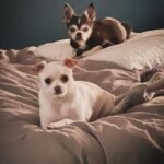 Debi Mazar Instagram - Hello NYC! I came & went, for a quick gig.Sorry to everyone that I couldn’t visit! I kept quiet&focused.4 days ..sigh. So weird to come home to my city/my DNA,and have zero time to see all whom I love.I did get to see Kim & Ruben,Robert &Crispy! That frittata,Kim,was off the hook! 🍳 Thankyou to my host @ilpostoaccanto @bealovesjul @jullovsbea for taking me in and feeding/inspiring me.Greatest love story ever❣️ The love was felt❤️ Didn’t take pics as I was too busy catching up.Phone down.. I had so much dog love with Hoda,Sketchy,Jojo & ZsaZsa!❤️ I’ll be back 🗽