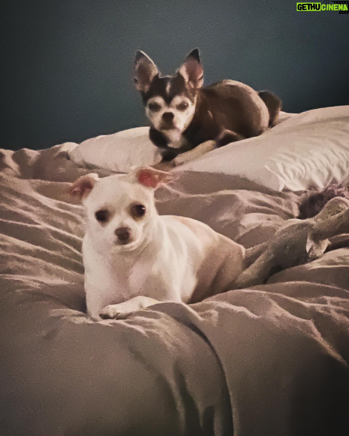 Debi Mazar Instagram - Hello NYC! I came & went, for a quick gig.Sorry to everyone that I couldn’t visit! I kept quiet&focused.4 days ..sigh. So weird to come home to my city/my DNA,and have zero time to see all whom I love.I did get to see Kim & Ruben,Robert &Crispy! That frittata,Kim,was off the hook! 🍳 Thankyou to my host @ilpostoaccanto @bealovesjul @jullovsbea for taking me in and feeding/inspiring me.Greatest love story ever❣️ The love was felt❤️ Didn’t take pics as I was too busy catching up.Phone down.. I had so much dog love with Hoda,Sketchy,Jojo & ZsaZsa!❤️ I’ll be back 🗽