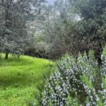 Debi Mazar Instagram - No filter ..winter/spring foliage in Toscana ..It’s a leap day..Feb 29! Husband told me,- A woman turned 100 today & only had 25 birthdays as of today.. #primavera #olive #happydogs # Lavander #mimosa #cherryblossom #mygarden