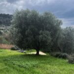 Debi Mazar Instagram - No filter ..winter/spring foliage in Toscana ..It’s a leap day..Feb 29! Husband told me,- A woman turned 100 today & only had 25 birthdays as of today.. #primavera #olive #happydogs # Lavander #mimosa #cherryblossom #mygarden