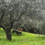 Debi Mazar Instagram - No filter ..winter/spring foliage in Toscana ..It’s a leap day..Feb 29! Husband told me,- A woman turned 100 today & only had 25 birthdays as of today.. #primavera #olive #happydogs # Lavander #mimosa #cherryblossom #mygarden