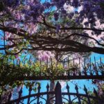 Debi Mazar Instagram - WISTERIA 💜 Italy is exploding with spring and the Wisteria is EVERYWHERE ❣️ I pinch myself with taking in all this beauty! I pull my car over and gaze ,smell ..jump back in and say “ahhhhhh” 💜