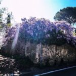 Debi Mazar Instagram - WISTERIA 💜 Italy is exploding with spring and the Wisteria is EVERYWHERE ❣️ I pinch myself with taking in all this beauty! I pull my car over and gaze ,smell ..jump back in and say “ahhhhhh” 💜