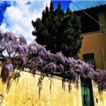 Debi Mazar Instagram - WISTERIA 💜 Italy is exploding with spring and the Wisteria is EVERYWHERE ❣️ I pinch myself with taking in all this beauty! I pull my car over and gaze ,smell ..jump back in and say “ahhhhhh” 💜