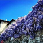 Debi Mazar Instagram - WISTERIA 💜 Italy is exploding with spring and the Wisteria is EVERYWHERE ❣️ I pinch myself with taking in all this beauty! I pull my car over and gaze ,smell ..jump back in and say “ahhhhhh” 💜
