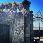 Debi Mazar Instagram - WISTERIA 💜 Italy is exploding with spring and the Wisteria is EVERYWHERE ❣️ I pinch myself with taking in all this beauty! I pull my car over and gaze ,smell ..jump back in and say “ahhhhhh” 💜