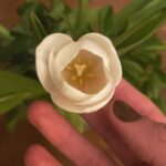 Deniz Barut Instagram – Bile isteye sevmeyi seçtiğimiz ve bunun için emek harcadığımız her bir canlının yanımızda, yolumuzda güçlü ve özgür duruşunu seyretmek paha biçilemez olmalı. Nitekim sevme tanımlarımız, sevince yanan canlarımız, sevince katlandıklarımız diye bahsettiğimiz her bir zorluk sevmeyi bilmemekten mütevellit. Çektiğin her karın ağrısı sevince senin olsun istemenden, sevince sana benzesin istemenden, sevince sana uysun istemenden başlıyor. Sevmek öğrenilebilir, yeniden ve yeniden ve yeniden inşa edilebilir bir emek mücadelesi. Sevelim, bolca, özgürce… 
İyi ki doğdum…🪷