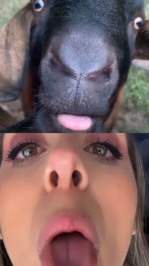 Denyzee Instagram - I speak goat 🤣🤣 Je parle chèvre couramment #goat #funny #funnyvideo #meme #funnymeme #fyp #goatmeme #hilarious #goatsoftiktok #funnygoat