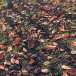 Derya Artemel Instagram - sonbahar - kış 🍁🌦💛